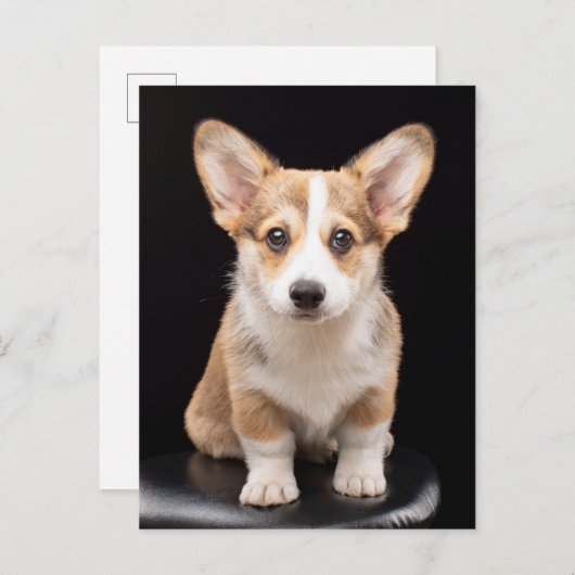 Niedliche Kleintiere | Corgi Puppy Stehend Tal Postkarte (Vorne/Hinten)