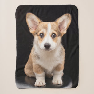 Niedliche Kleintiere   Corgi Puppy Stehend Tal Sherpadecke