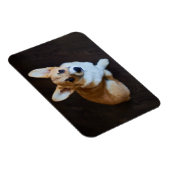 Niedliche Kleintiere | Corgi Sucht nach oben Magnet (Rechte Seite)