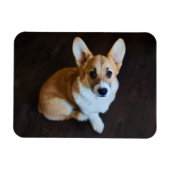 Niedliche Kleintiere | Corgi Sucht nach oben Magnet (Horizontal)