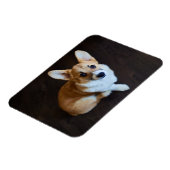 Niedliche Kleintiere | Corgi Sucht nach oben Magnet (Linke Seite)