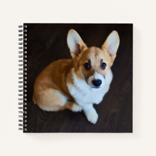 Niedliche Kleintiere Corgi Sucht nach oben Notizblock