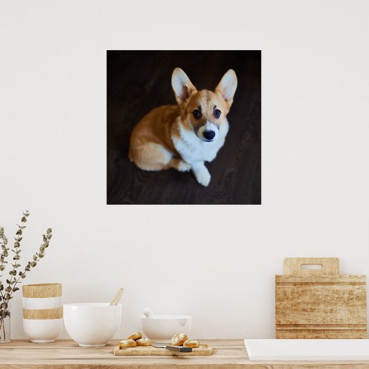 Niedliche Kleintiere | Corgi Sucht nach oben Poster (Küche)