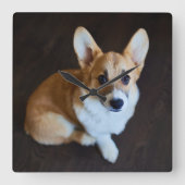 Niedliche Kleintiere | Corgi Sucht nach oben Quadratische Wanduhr (Vorderseite)