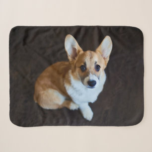 Niedliche Kleintiere Corgi Sucht nach oben Sherpadecke