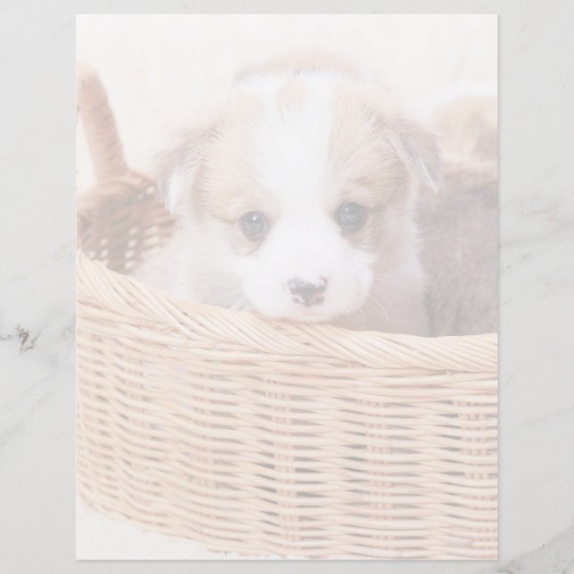 Niedliche Kleintiere | Corgi Tiny Puppy (Vorderseite)