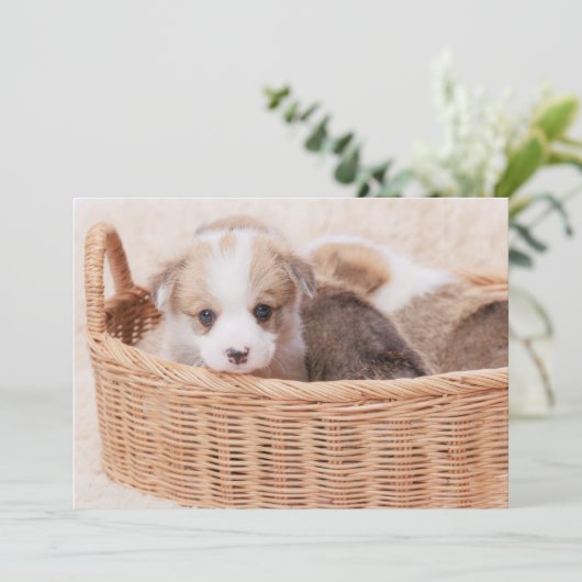 Niedliche Kleintiere | Corgi Tiny Puppy Dankeskarte (Stehend Vorderseite)