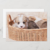 Niedliche Kleintiere | Corgi Tiny Puppy Dankeskarte (Vorne/Hinten)