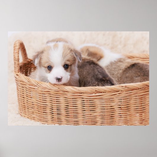 Niedliche Kleintiere | Corgi Tiny Puppy Poster (Vorne)