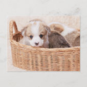Niedliche Kleintiere | Corgi Tiny Puppy Postkarte (Vorderseite)