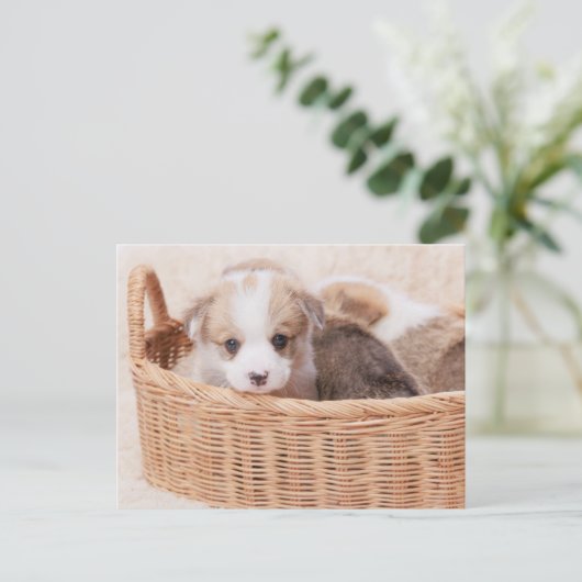 Niedliche Kleintiere | Corgi Tiny Puppy Postkarte (Stehend Vorderseite)