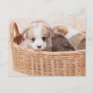 Niedliche Kleintiere   Corgi Tiny Puppy Postkarte