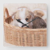Niedliche Kleintiere | Corgi Tiny Puppy Quadratische Wanduhr (Vorderseite)