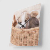 Niedliche Kleintiere | Corgi Tiny Puppy Quadratische Wanduhr (Winkel)