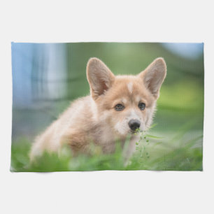 Niedliche Kleintiere Corgi Welpe im Garten Geschirrtuch