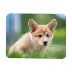 Niedliche Kleintiere Corgi Welpe im Garten Magnet