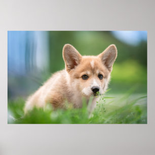 Niedliche Kleintiere   Corgi Welpe im Garten Poster