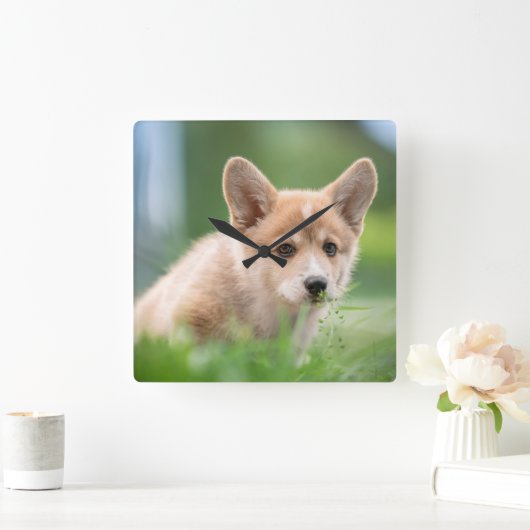Niedliche Kleintiere | Corgi Welpe im Garten Quadratische Wanduhr (Zuhause)