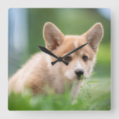 Niedliche Kleintiere | Corgi Welpe im Garten Quadratische Wanduhr (Vorderseite)