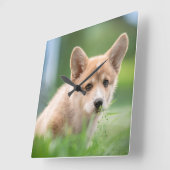 Niedliche Kleintiere | Corgi Welpe im Garten Quadratische Wanduhr (Winkel)