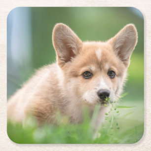 Niedliche Kleintiere Corgi Welpe im Garten Rechteckiger Pappuntersetzer
