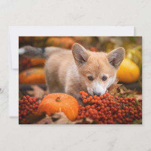 Niedliche Kleintiere Corgi Welpe im Herbst Dankeskarte