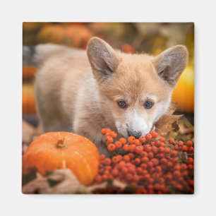 Niedliche Kleintiere   Corgi Welpe im Herbst Magnet