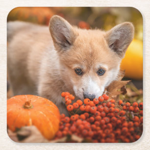 Niedliche Kleintiere Corgi Welpe im Herbst Rechteckiger Pappuntersetzer