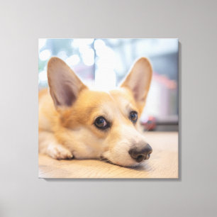 Niedliche Kleintiere Corgi Welppy auf Floor Leinwanddruck