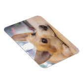 Niedliche Kleintiere | Corgi Welppy auf Floor Magnet (Rechte Seite)