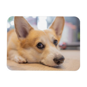 Niedliche Kleintiere Corgi Welppy auf Floor Magnet