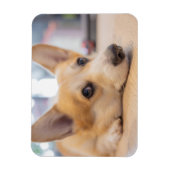 Niedliche Kleintiere | Corgi Welppy auf Floor Magnet (Vertikal)