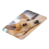 Niedliche Kleintiere | Corgi Welppy auf Floor Magnet (Linke Seite)