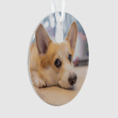 Niedliche Kleintiere | Corgi Welppy auf Floor Ornament (Vorderseite)