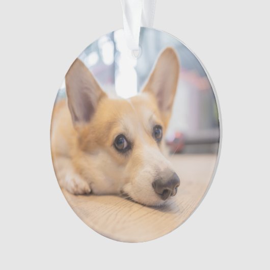 Niedliche Kleintiere | Corgi Welppy auf Floor Ornament (Vorderseite)