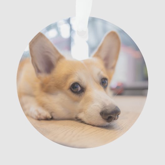 Niedliche Kleintiere | Corgi Welppy auf Floor Ornament (Vorderseite)