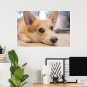 Niedliche Kleintiere | Corgi Welppy auf Floor Poster (Heimbüro)