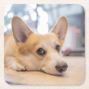 Niedliche Kleintiere Corgi Welppy auf Floor Rechteckiger Pappuntersetzer
