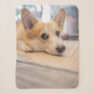 Niedliche Kleintiere   Corgi Welppy auf Floor Sherpadecke