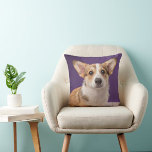 Niedliche Kleintiere Corgi Welppy auf Lila Kissen