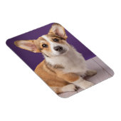 Niedliche Kleintiere | Corgi Welppy auf Lila Magnet (Rechte Seite)