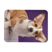 Niedliche Kleintiere | Corgi Welppy auf Lila Magnet (Horizontal)