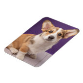 Niedliche Kleintiere | Corgi Welppy auf Lila Magnet (Linke Seite)