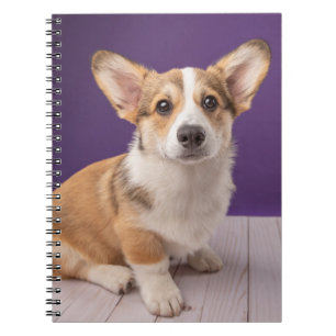 Niedliche Kleintiere Corgi Welppy auf Lila Notizblock