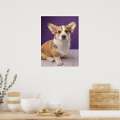 Niedliche Kleintiere | Corgi Welppy auf Lila Poster (Küche)