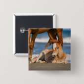 Niedliche Kleintiere | Corolla Wild Horse Button (Vorne & Hinten)