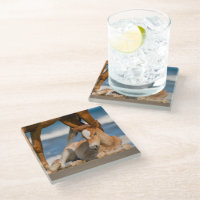 Niedliche Kleintiere | Corolla Wild Horse