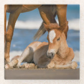 Niedliche Kleintiere | Corolla Wild Horse Glasuntersetzer (Vorderseite)