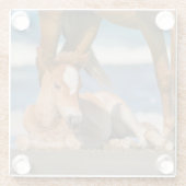 Niedliche Kleintiere | Corolla Wild Horse Glasuntersetzer (Rückseite)