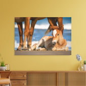 Niedliche Kleintiere | Corolla Wild Horse Leinwanddruck (Insitu (Wohnzimmer))